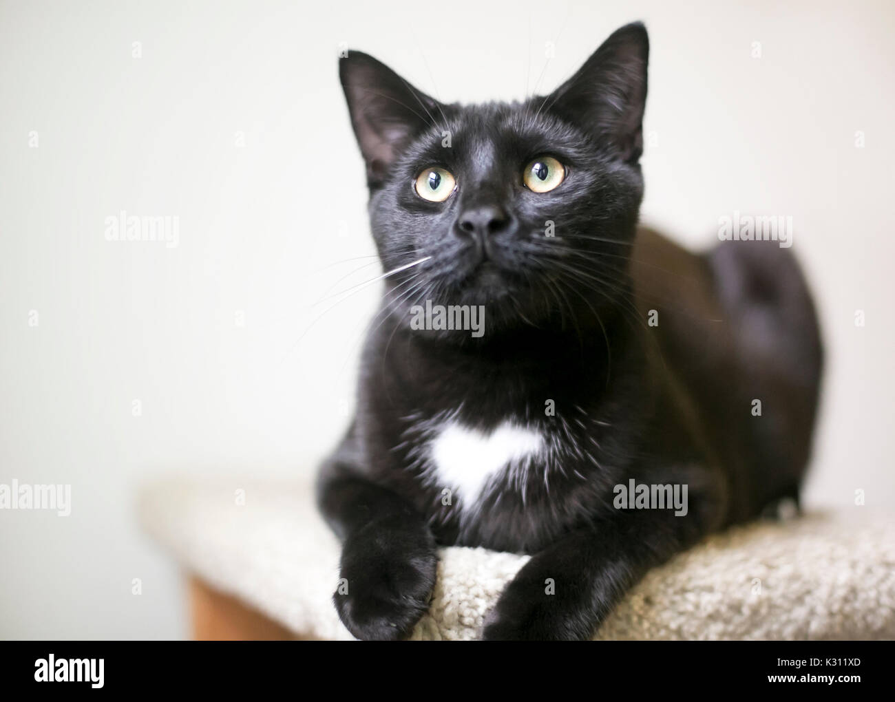 Un Chat Noir Avec Une Marque En Forme De Coeur Blanc Sur La Poitrine Photo Stock Alamy