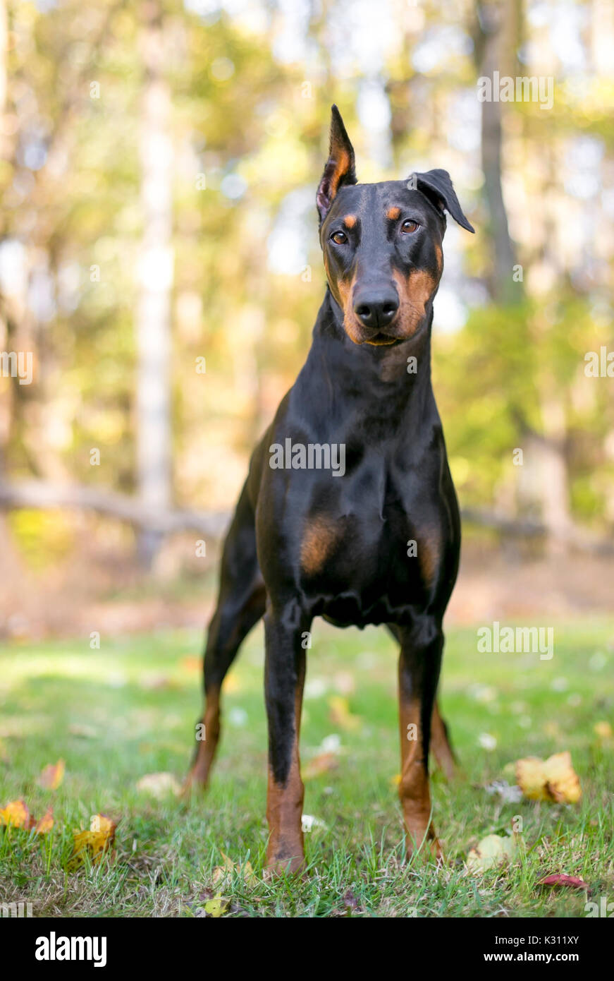 Un noir et rouge Dobermann dog standing outdoors Banque D'Images