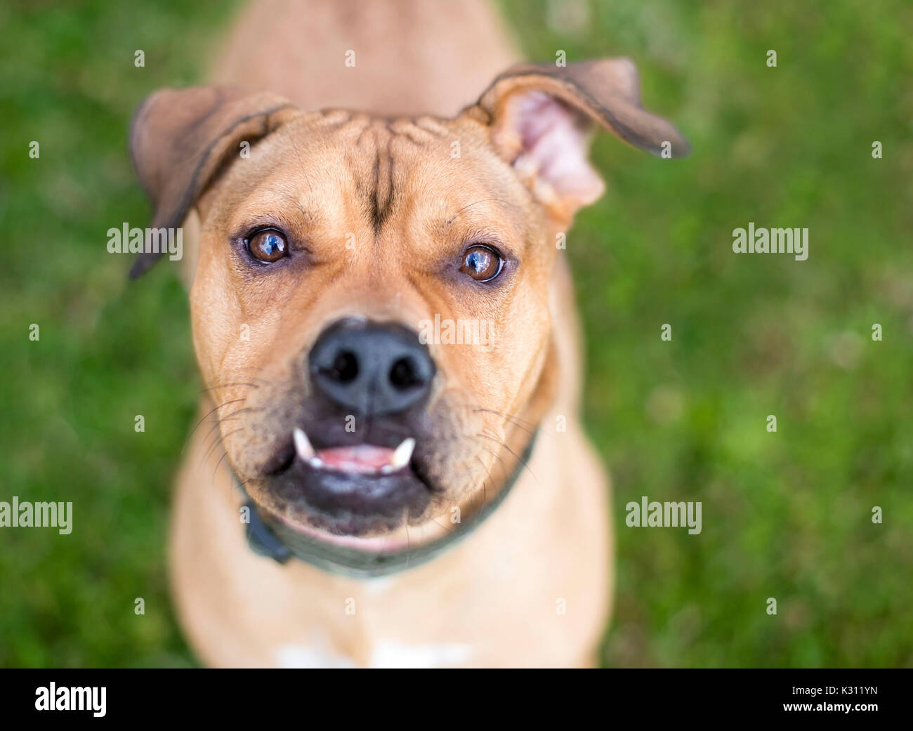 Mixed breed dog avec une underbite Banque D'Images