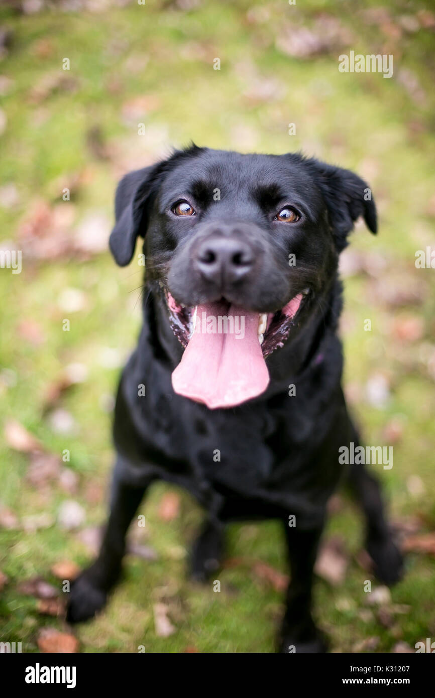 Un Labrador noir chien avec une expression heureuse Banque D'Images