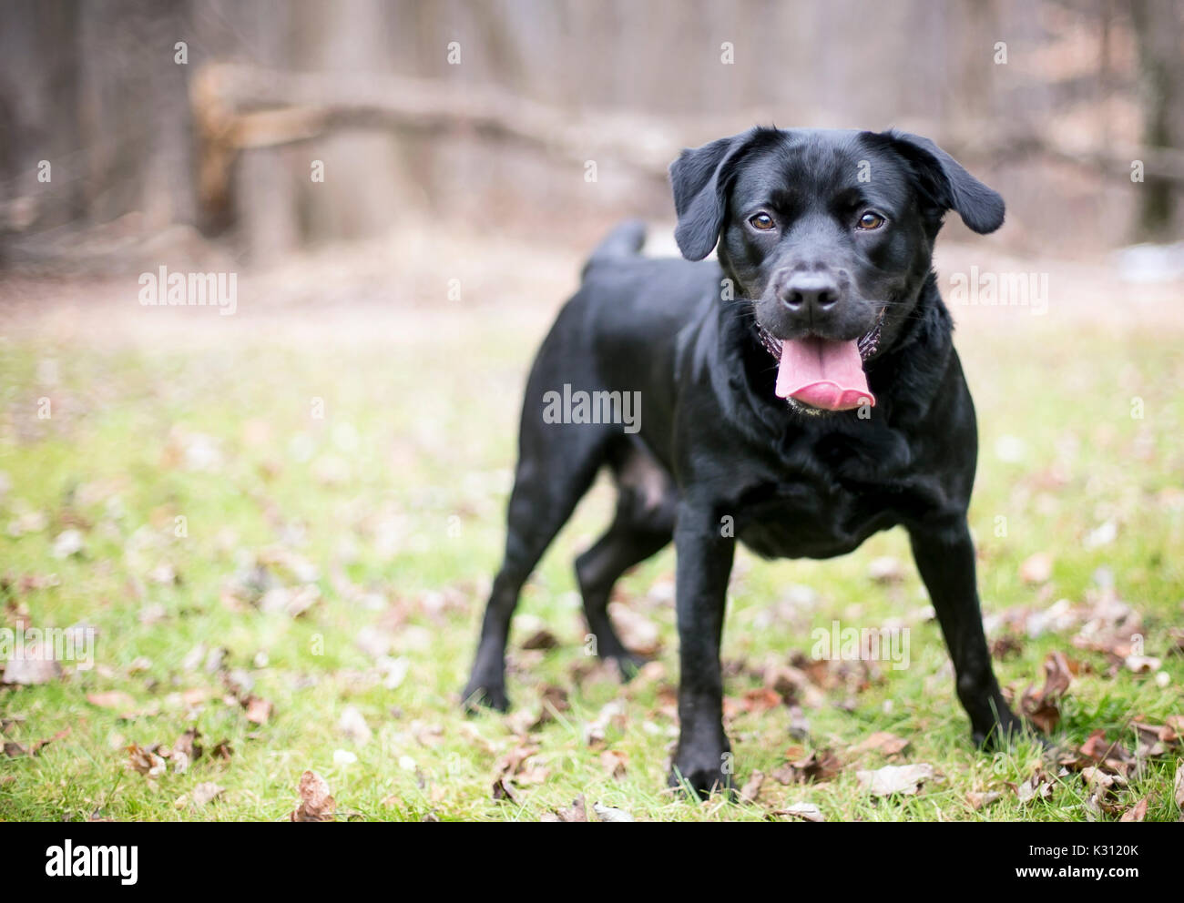 Un Labrador noir chien avec une expression heureuse Banque D'Images