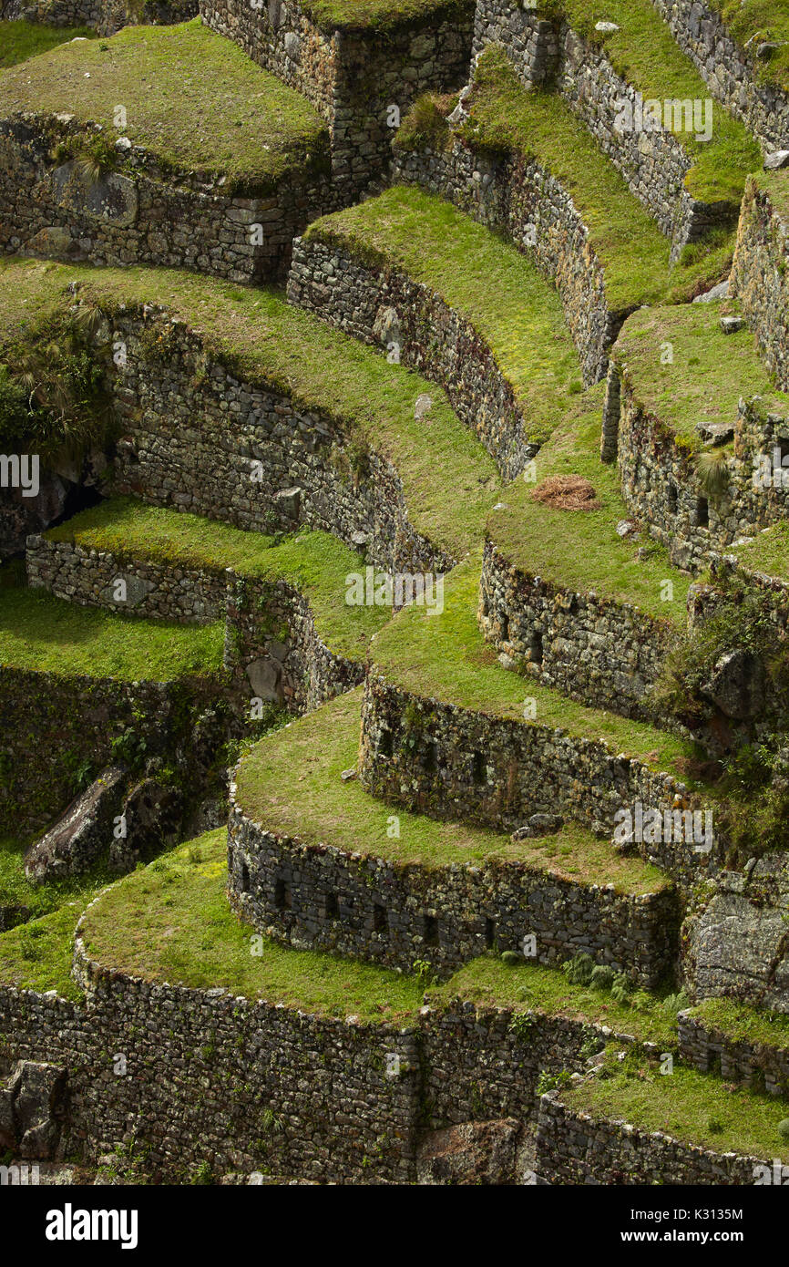 Terrasses de culture, le Machu Picchu (Site du patrimoine mondial), la Vallée Sacrée, le Pérou, Amérique du Sud Banque D'Images