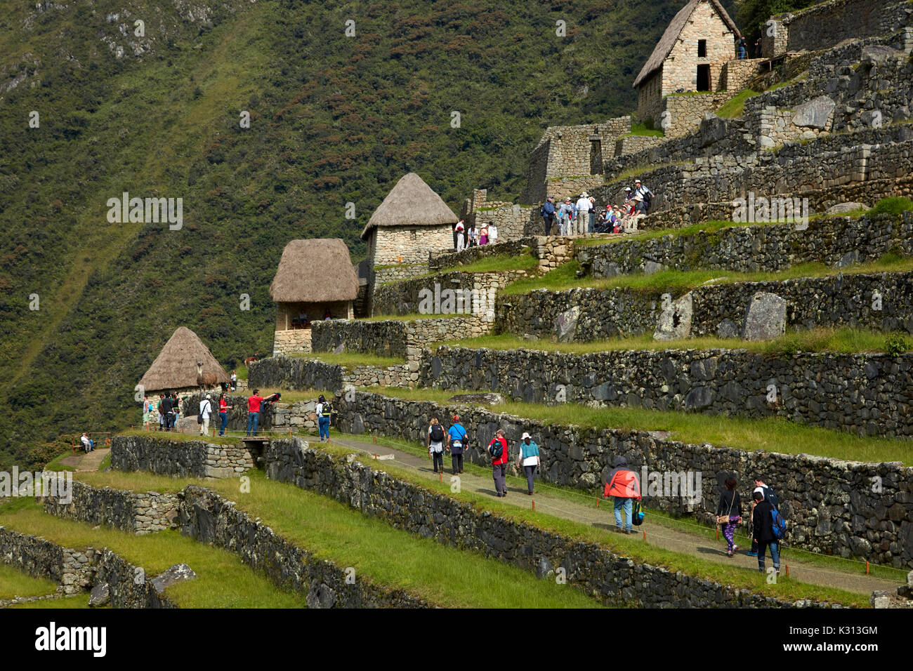 Les touristes en terrasses agricoles, le Machu Picchu (Site du patrimoine mondial), la Vallée Sacrée, le Pérou, Amérique du Sud Banque D'Images