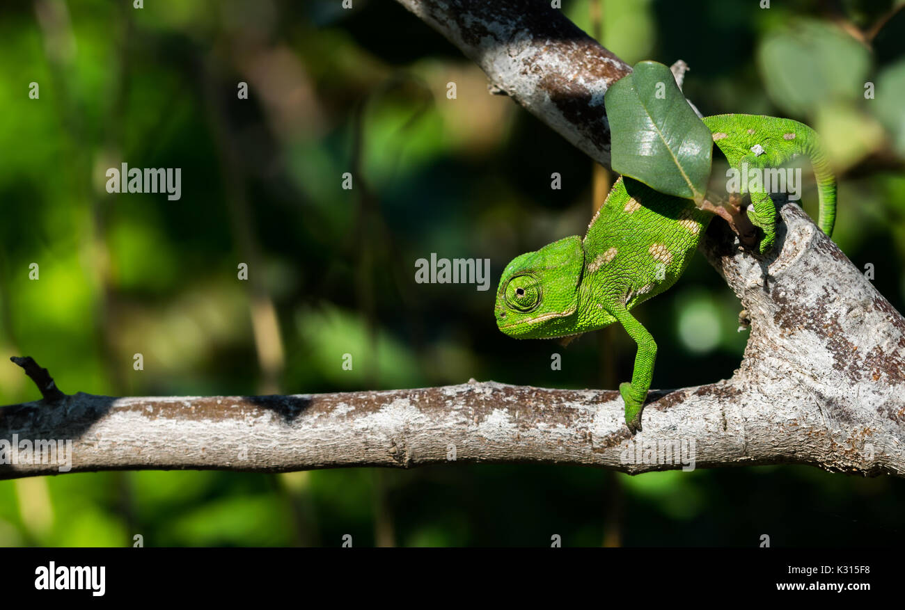 Chamaeleo Chamaeleon Banque D Image Et Photos Alamy Chamaeleo Chamaeleon Banque D Image Et Photos Alamy