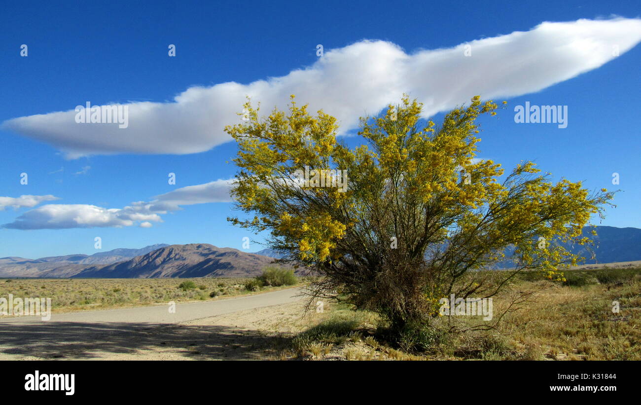 Palo Verde bleu arbre en fleur de près Cercidium floridum Fabaceae dans Anza-Borrego fleurs du désert de Sonoran inférieur en Avril Banque D'Images