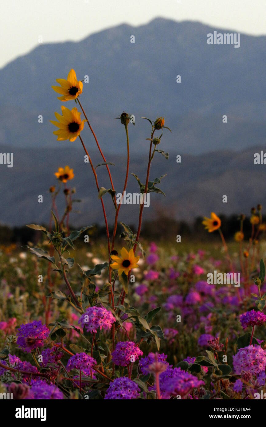 Tournesols primevères et Superbloom 2017 Verveine violette en bouquets de fleurs l'Anza-Borrego Desert avec fond de montagne Banque D'Images