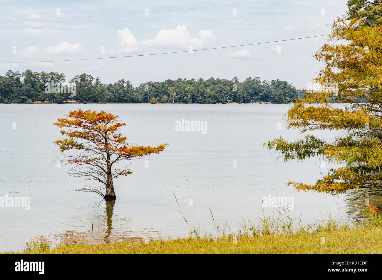 L'eau calme sur le lac martin, Alabama, Etats-Unis, montrant le rivage bordé d'arbres. Banque D'Images