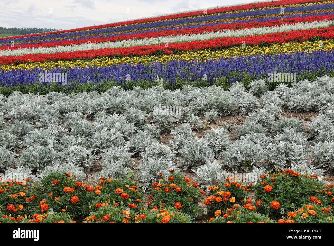 Domaines d'arc-en-ciel de poussière d'argent, soucis, et d'écarlate à la sauge flower fields of Shikisai no Oka, Hokkaido, Japon Banque D'Images