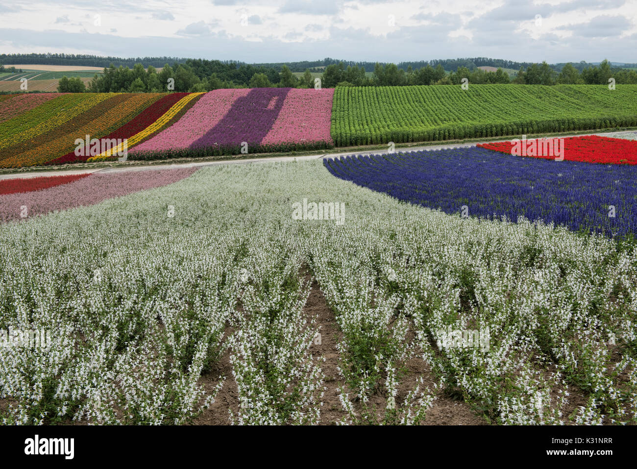 Domaines d'arc-en-ciel, des gueules de Lamiaceae, et d'écarlate à la sauge flower fields of Shikisai no Oka, Hokkaido, Japon Banque D'Images