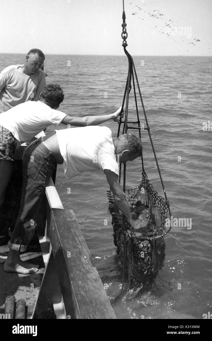 Trois chercheurs d'atteindre la mer pour tirer un échantillon de sol du lit de la baie de Chesapeake, à bord du navire de recherche pour le Maury Chesapeake Bay Institute, par un beau jour d'été sur la baie, Juillet, 1952. Banque D'Images