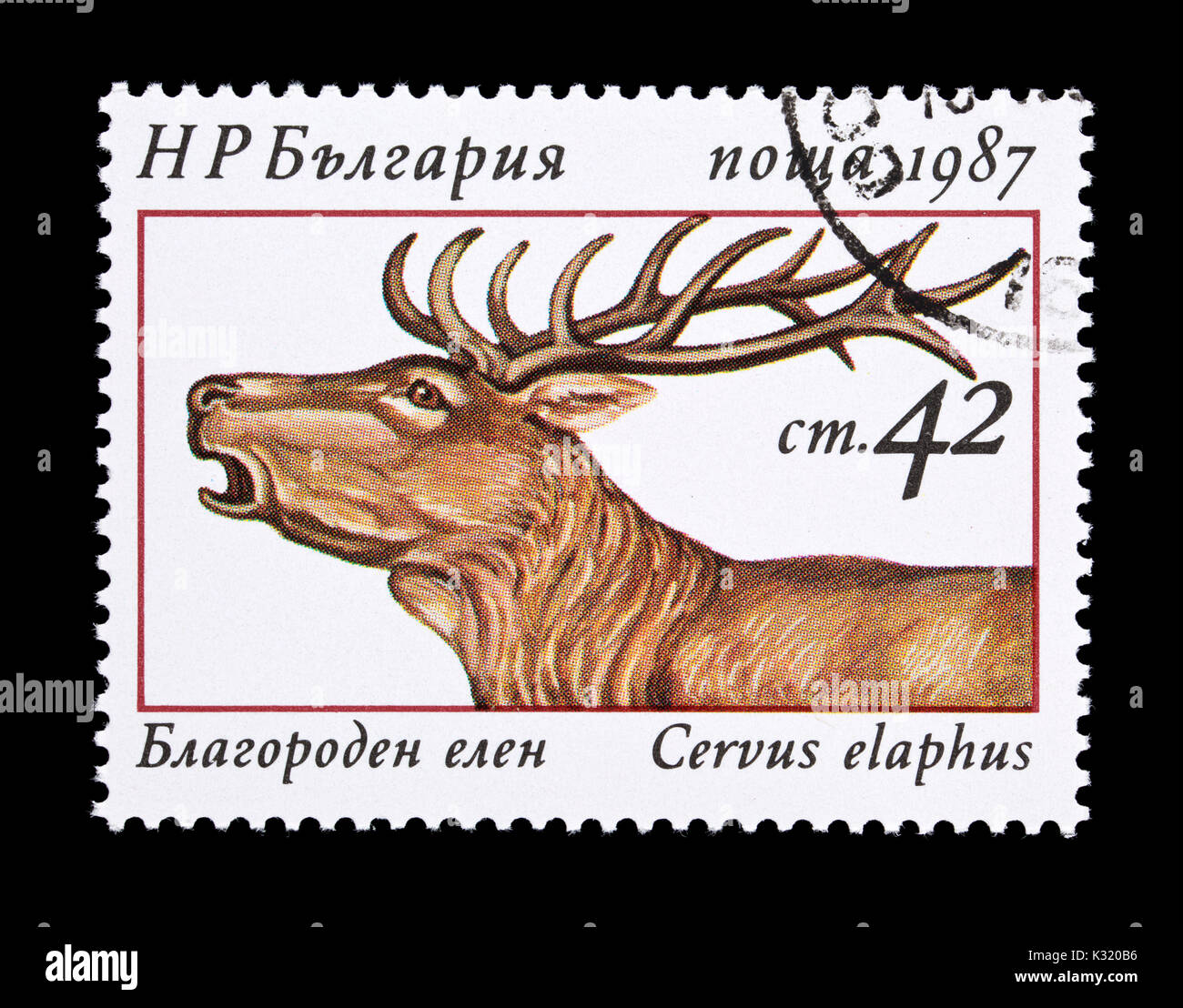Timbre-poste de la Bulgarie représentant un red deer (Cervus elaphus) Banque D'Images