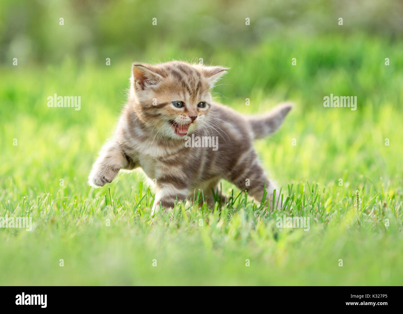 Jeune chat drôle meowing dans la nature Banque D'Images