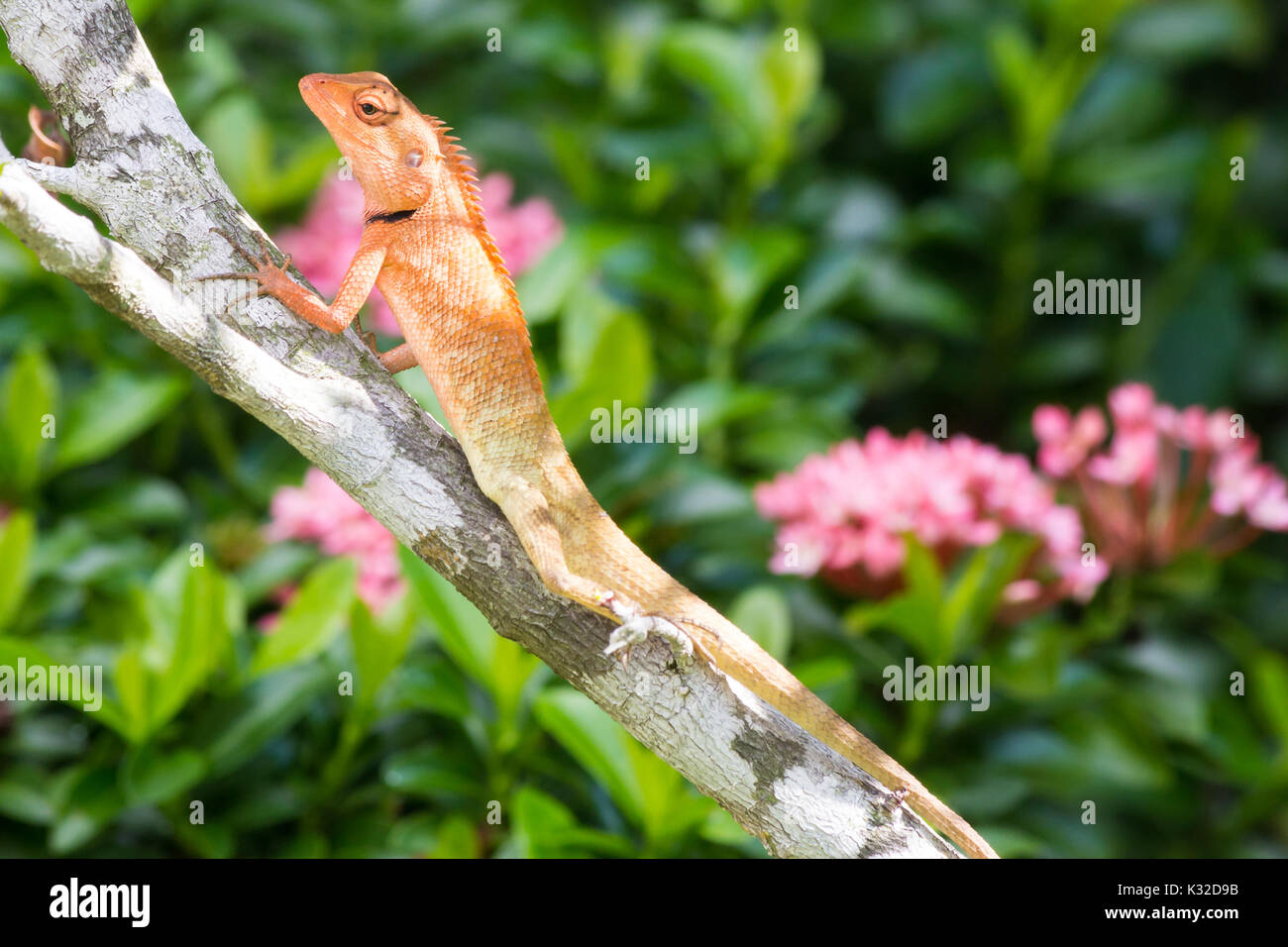 Libre d'un homme oriental Garden Lizard (Calotes versicolor), Phuket, Thailand Banque D'Images