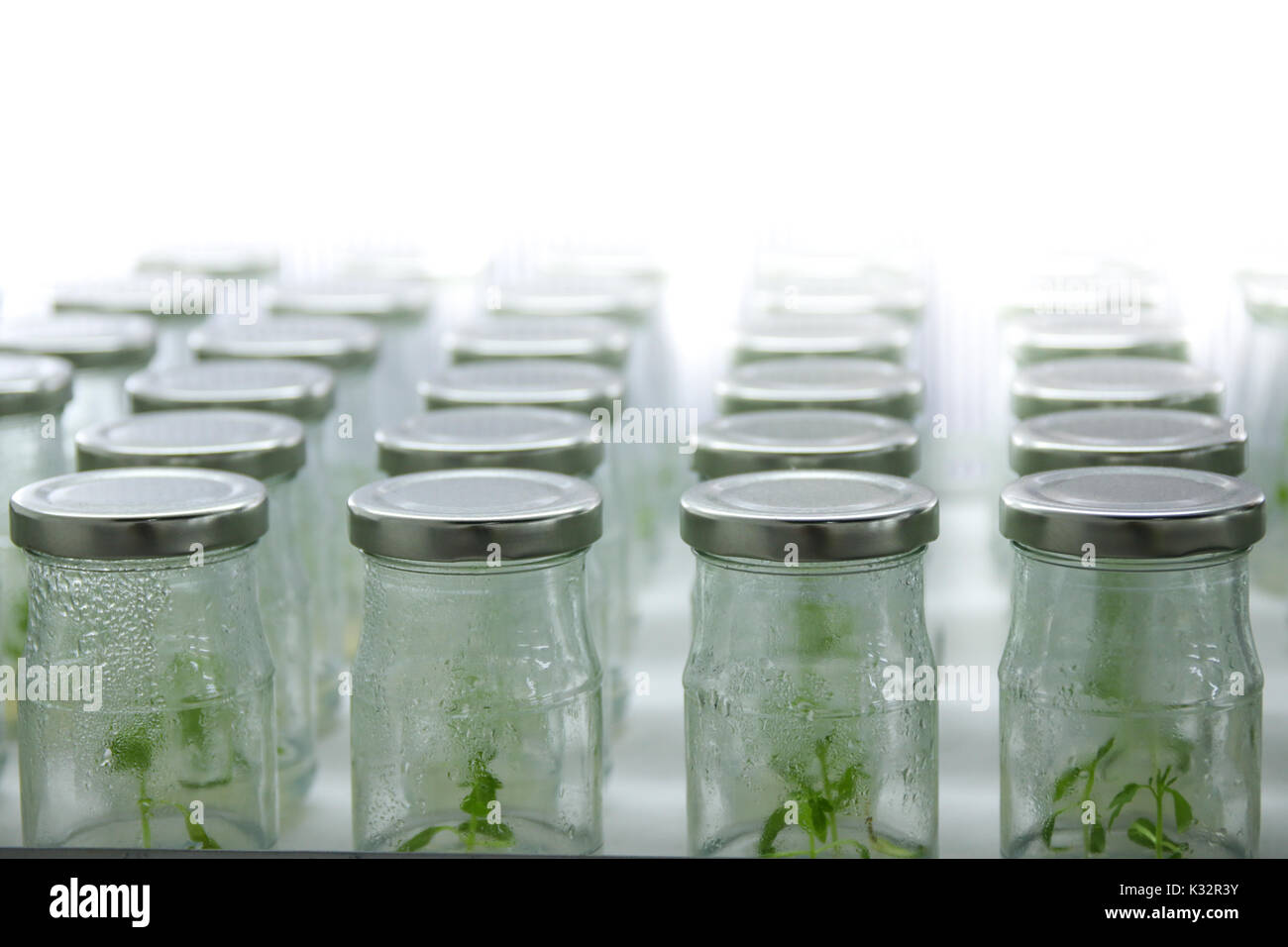 La culture de tissus végétaux sur étagère en laboratoire pour la conservation des plantes. Banque D'Images