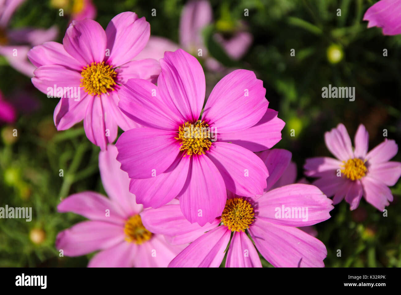 Cosmos rose fleurs dans le jardin, (Cosmos Bipinnatus) Banque D'Images