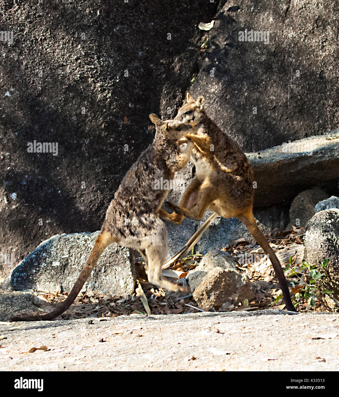 Deux hommes en voie de disparition sans ornement Mareeba rock wallabies (Petrogale inornata, course, combat) Mareeba Gorges Granit Nature Park, Atherton, loin Banque D'Images