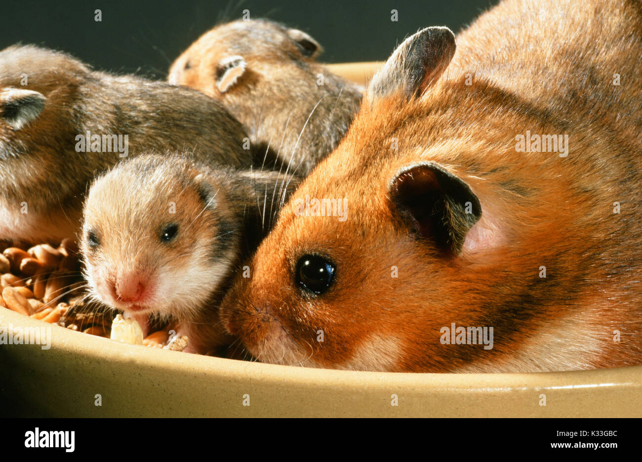 Le hamster syrien ou doré Mesocricetus auratus. Femme, droit, manger des aliments avec des jeunes mobiles, les yeux juste à s'ouvrir à 15 jours, dans un bol de nourriture. Banque D'Images