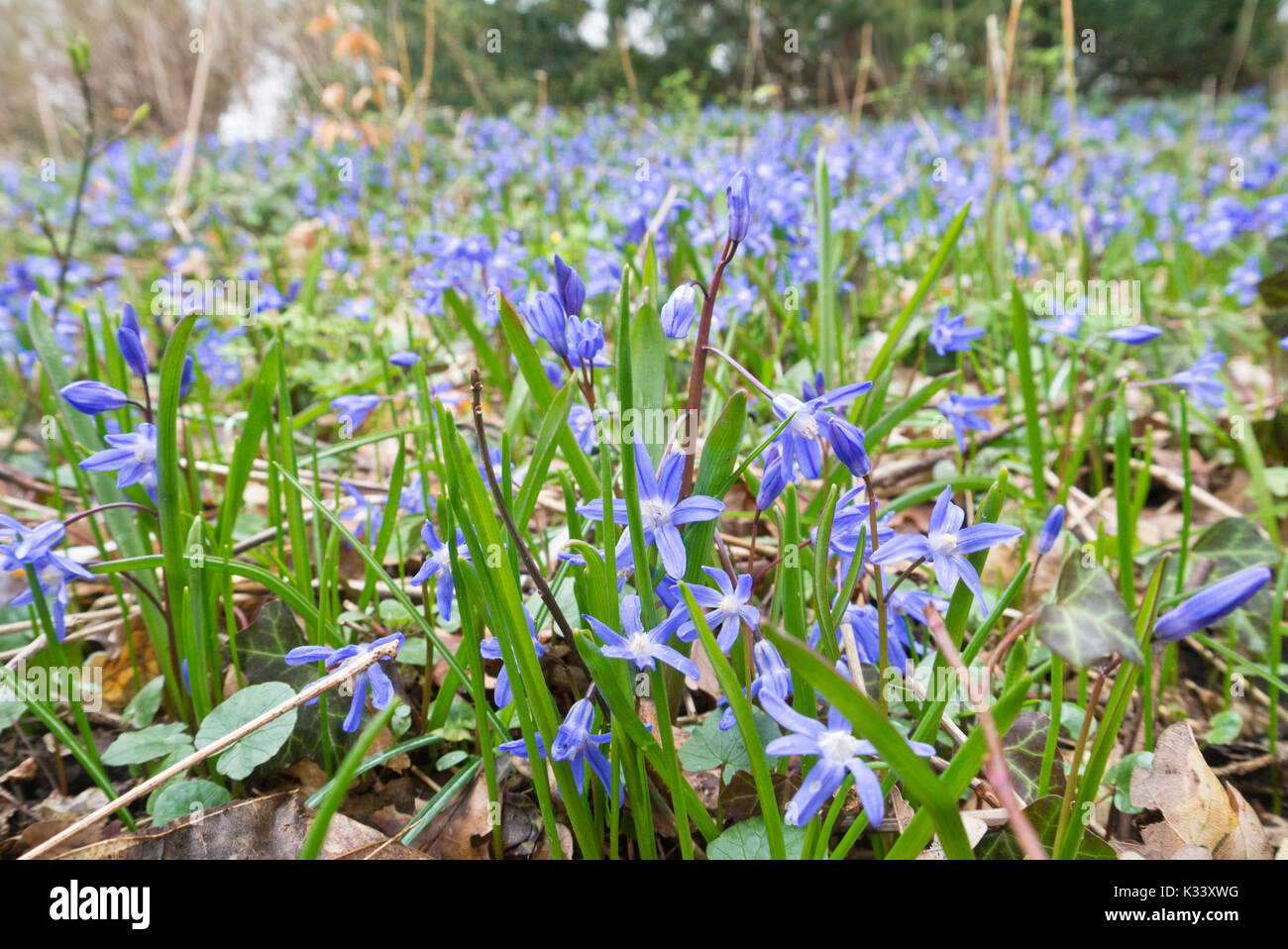 Lucile's glory of the snow (chionodoxa luciliae scilla luciliae) syn. Banque D'Images
