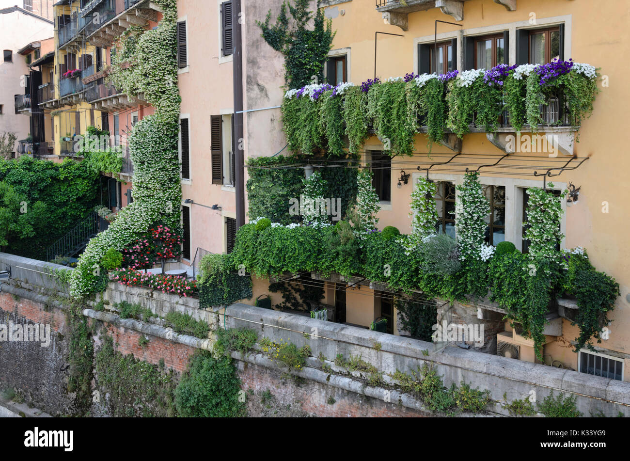 Un balcon avec star jasmins (trachelospermum), les pétunias (petunia) et de Pélargonium (géranium), Vérone, Italie Banque D'Images