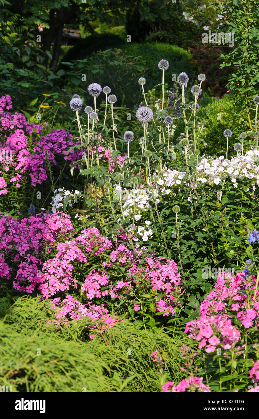 Grand globe thistle (Nepeta faassenii) et jardin phlox (phlox paniculata) Banque D'Images