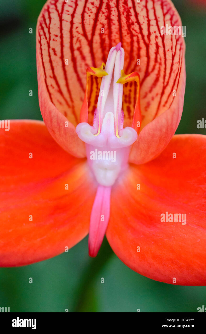 Disa uniflora Banque D'Images