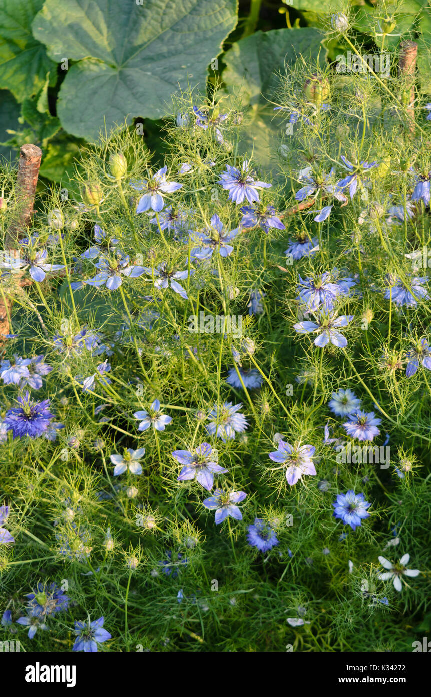 Love-dans-un-mist (Nigella damascena) Banque D'Images