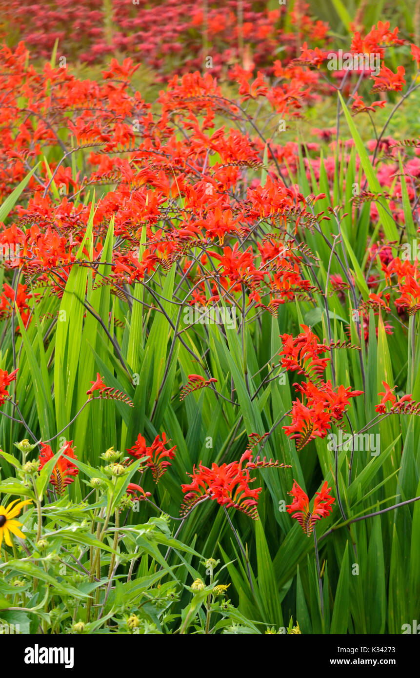 (Montbretia crocosmia x crocosmiiflora) Banque D'Images