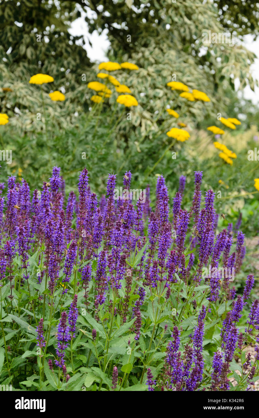 Scieries de sauge (salvia nemorosa 'ostfriesland') et l'achillée millefeuille (Achillea filipendulina fernleaf) Banque D'Images