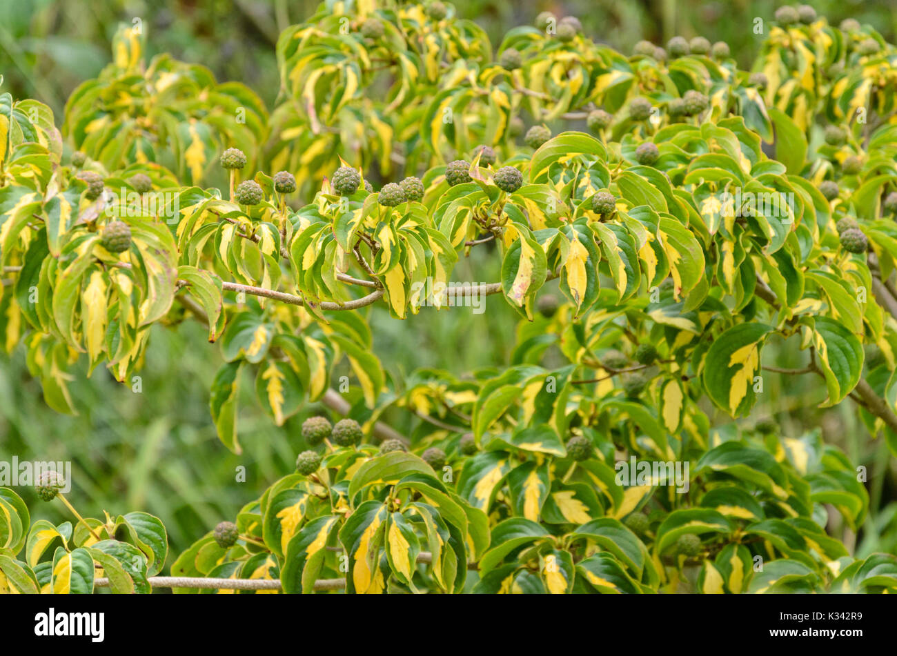 Cornouiller du japon (cornus kousa 'gold star') Banque D'Images