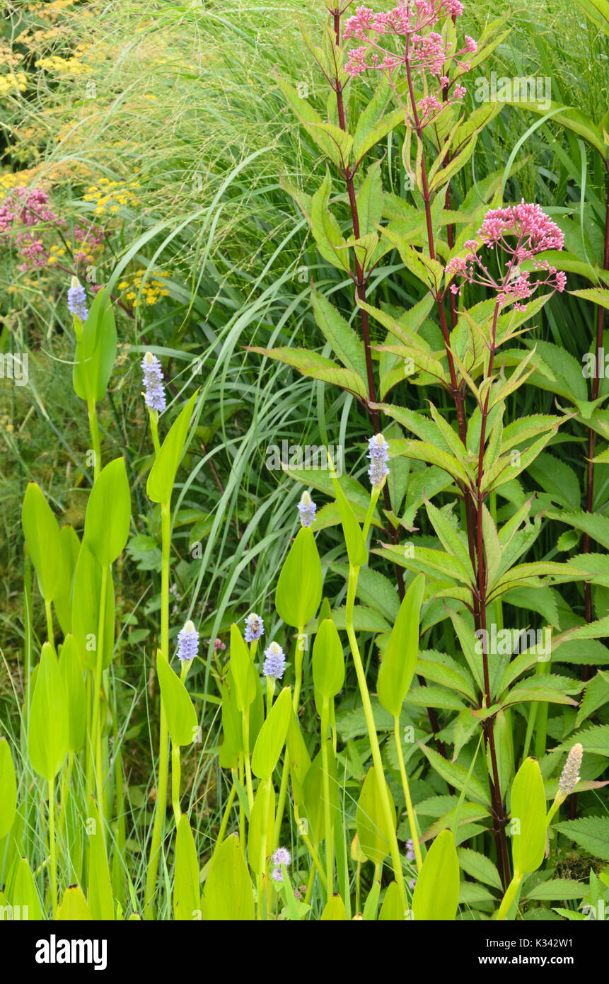 Mauvaises herbes des marais (Pontederia cordata) et le chanvre aigremoine (Eupatorium cannabinum) Banque D'Images