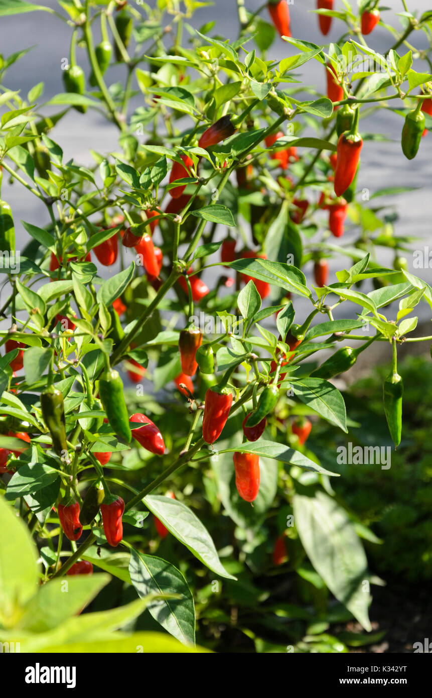 Le piment (Capsicum) Banque D'Images