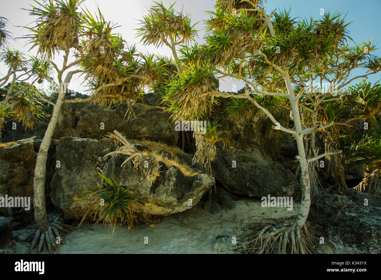 Arbres et rochers sur la plage de Boa à l'île de rote, Indonésie Banque D'Images