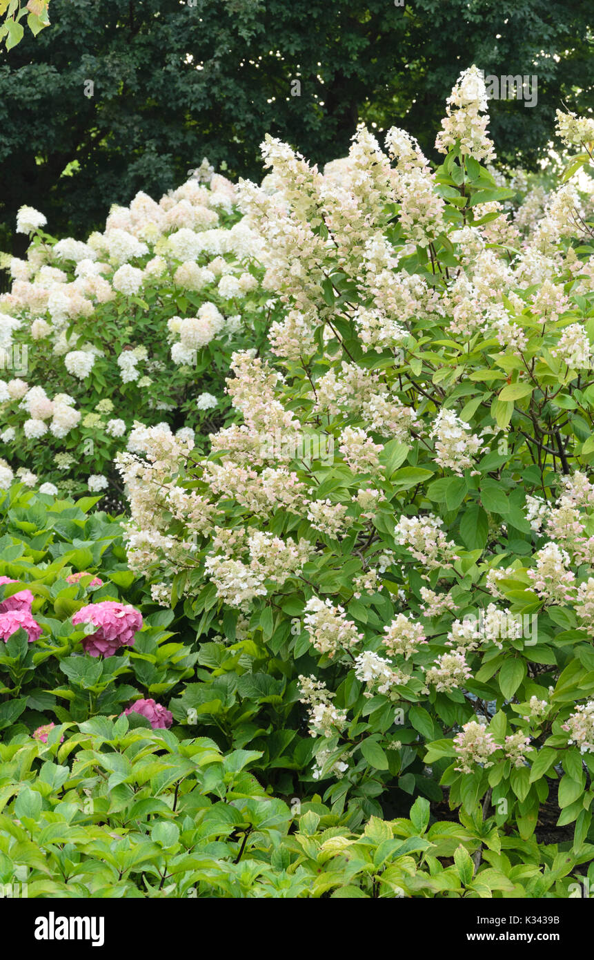 Gattilier (Vitex agnus-castus) Banque D'Images