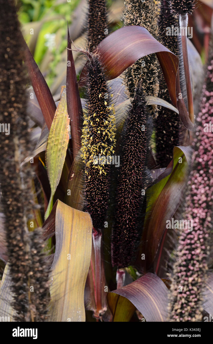 Perl le millet perlé (Pennisetum glaucum 'purple baron' syn. Pennisetum americanum 'purple baron') Banque D'Images