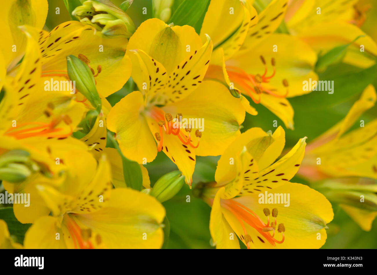 Lily péruvienne (alstroemeria senna) Banque D'Images