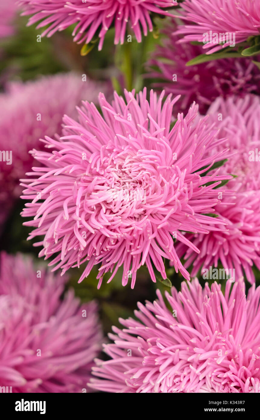 China aster Callistephus chinensis ('lux') Banque D'Images