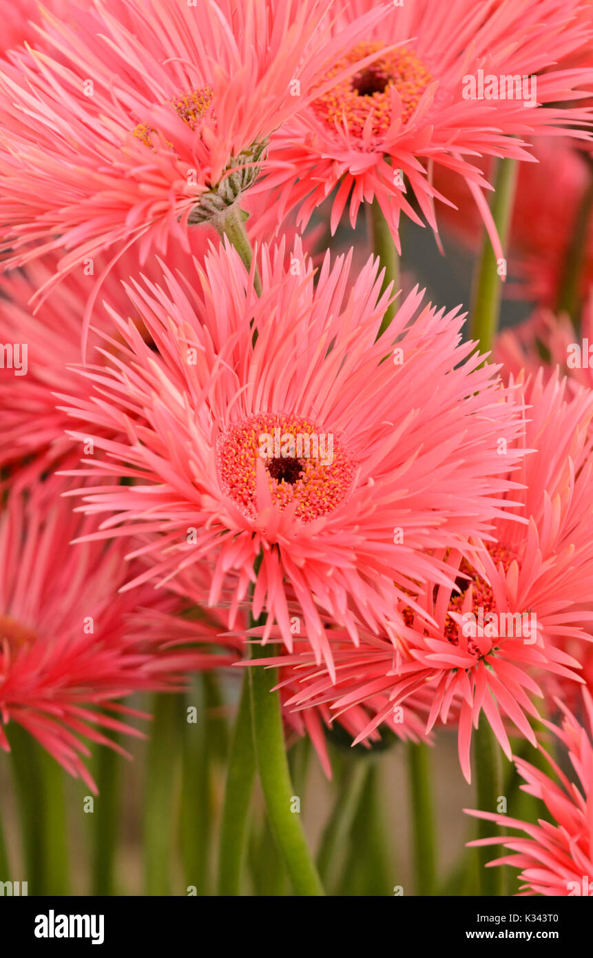 Rose gerbera springs Banque D'Images