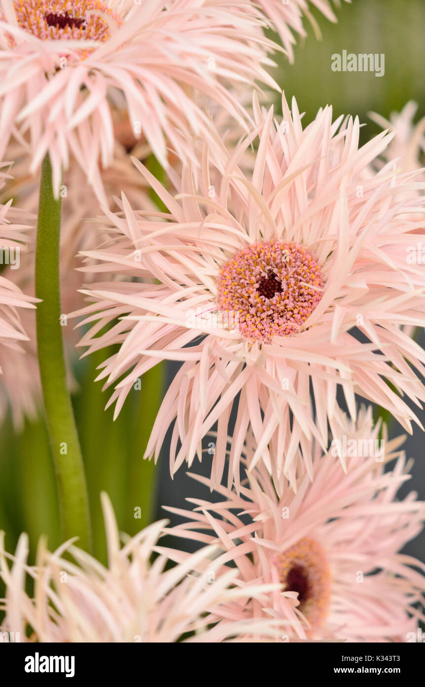 Gerbera creme springs Banque D'Images