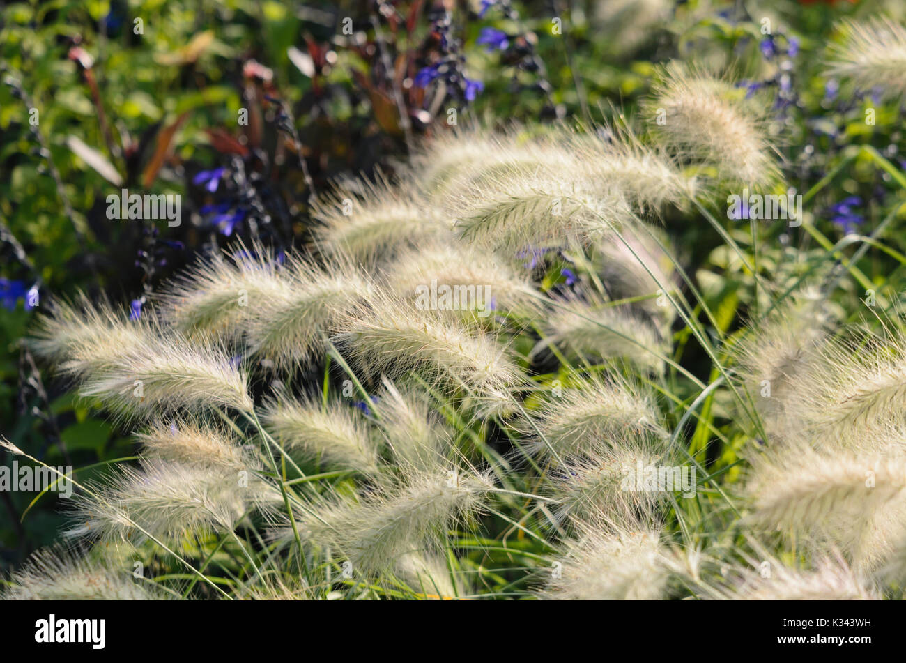 Actaeon (Pennisetum villosum herbe) Banque D'Images