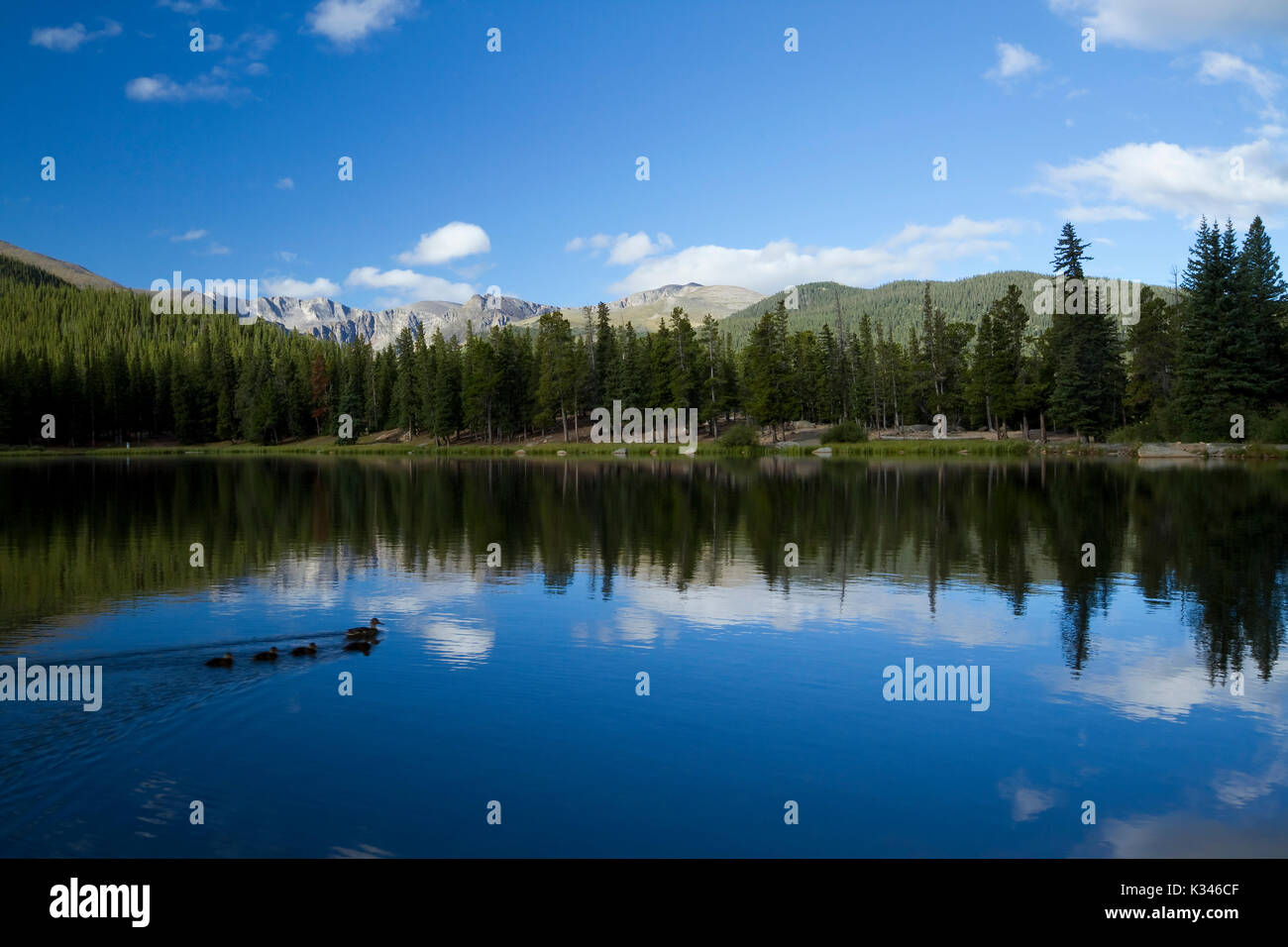 Reflet lac dans les montagnes du Colorado avec des canards Banque D'Images