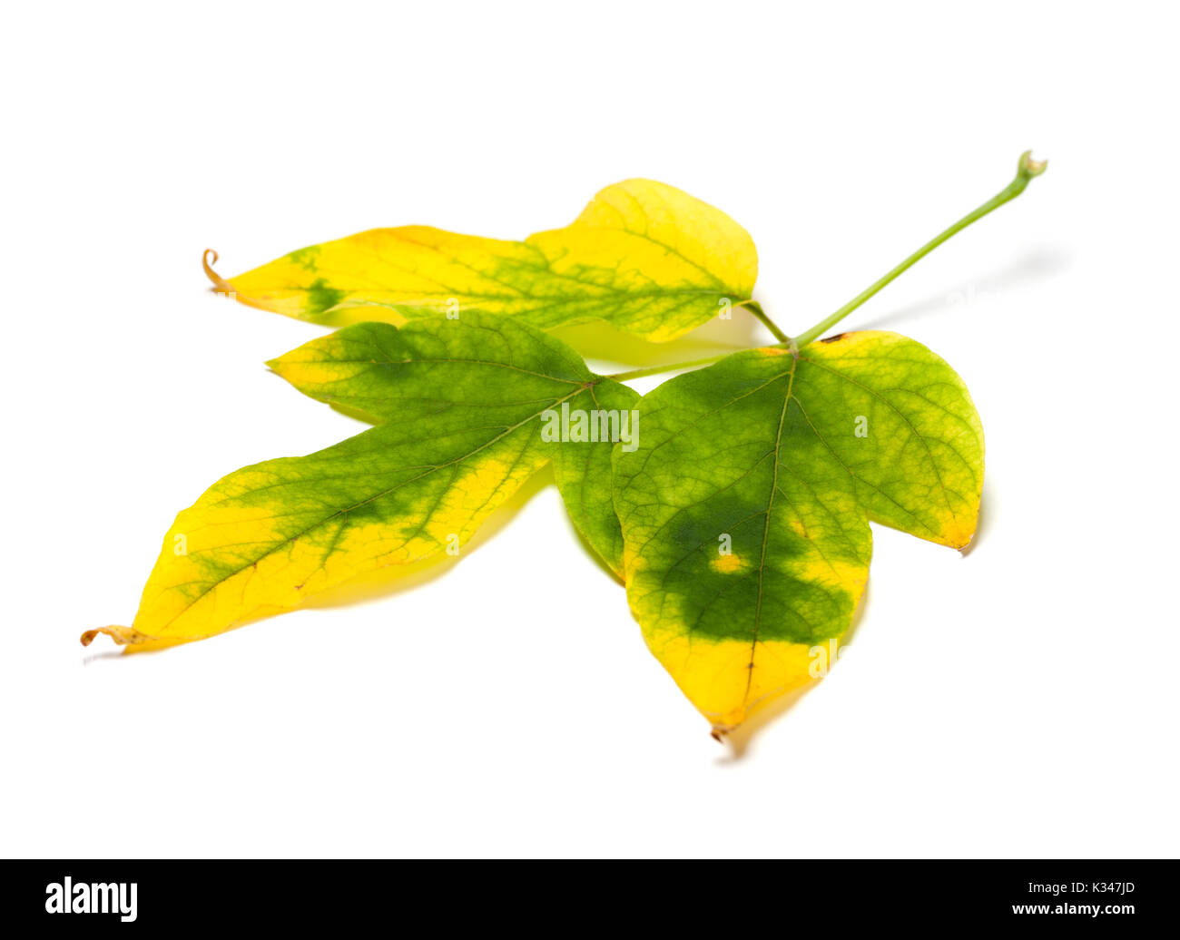Automne feuilles jaunies maple, Acer negundo. Isolé sur fond blanc. Banque D'Images