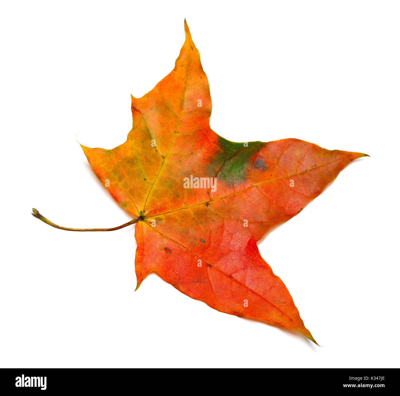 L'automne feuille d'érable isolé sur fond blanc. Banque D'Images