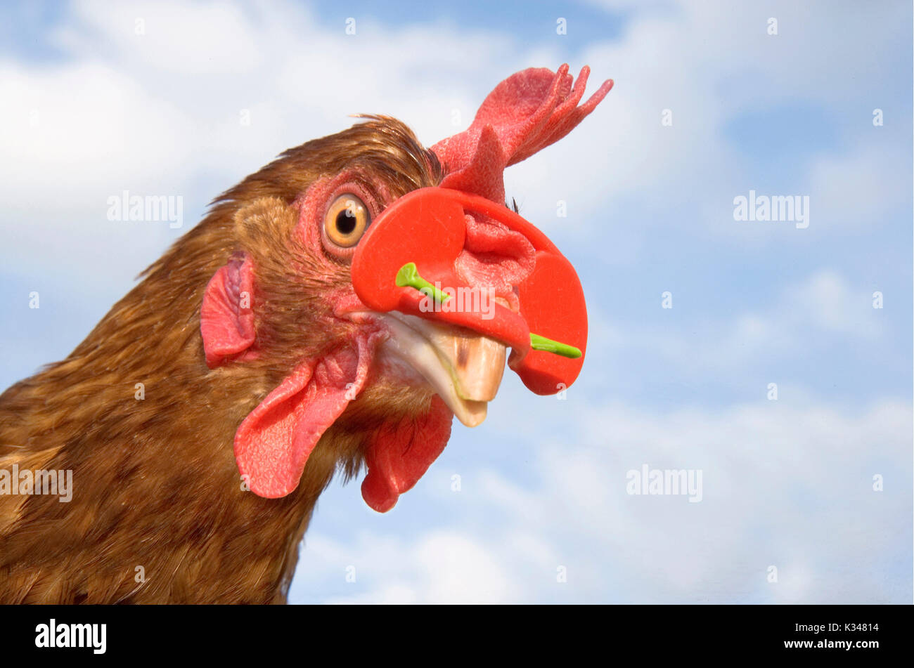 L'élevage en libre parcours, poules sur l'herbe avec des lunettes sur le  bec pour éviter le picage mais douloureux pour les animaux Photo Stock -  Alamy