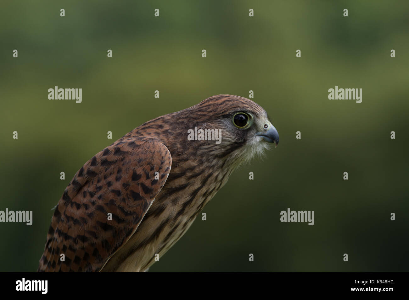 Falco tinnunculus Crécerelle femelle juvénile en captivité. UK Banque D'Images