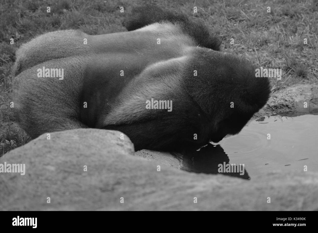 gorille Banque D'Images