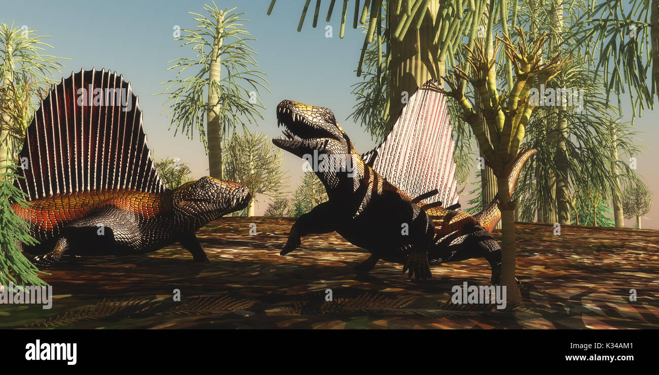 - Les Reptiles du Permien Dimetrodon Dimetrodon reptiles ont un différend territorial sur lequel l'animal est plus fort et plus courageux dans l'âge permien. Banque D'Images