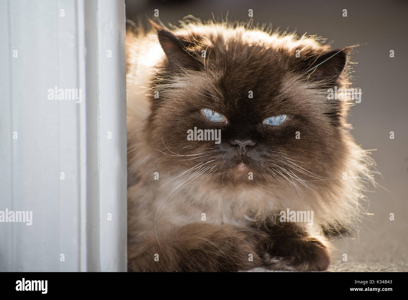 Portrait d'un chat de l'himalaya Banque D'Images