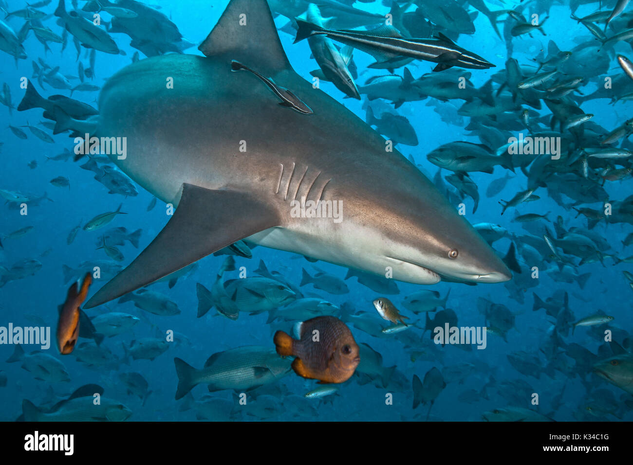 Le requin citron (Negaprion brevirostris),, avec entourage de remora. Lagon de Beqa, Fidji Banque D'Images