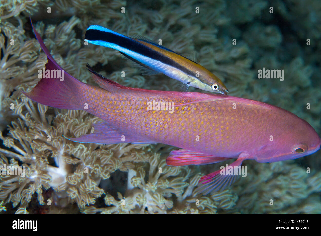 Bluestreak cleaner wrasse (Labroides dimidiatus) nettoyage Pseudoanthias fishl Puerto Galera, Philippines. Banque D'Images