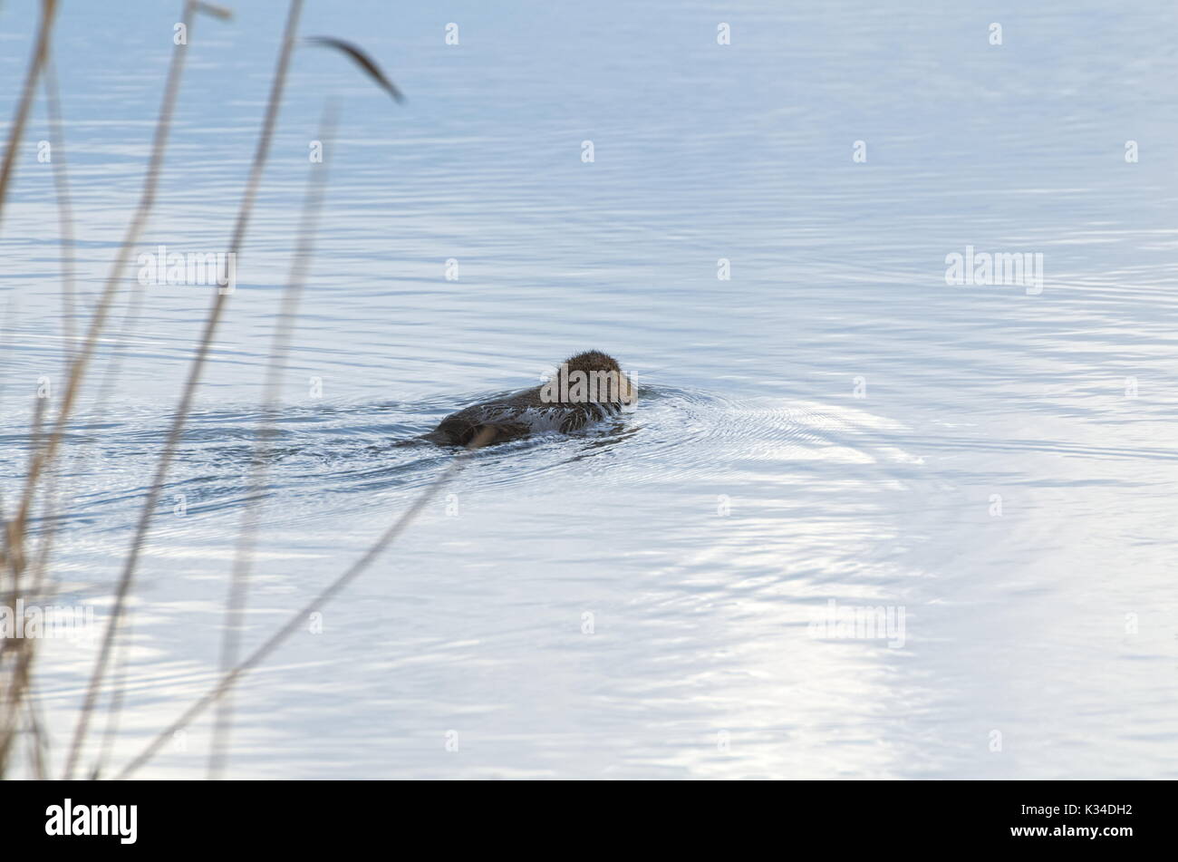 Piscine Animal ragondin loin dans l'eau du lac Banque D'Images